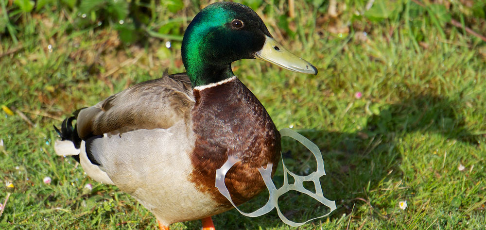 Birds and Plastic—The Creation Groans! | Tomorrow's World - 1000 x 474 jpeg 147kB