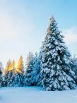 Lonely snow covered pine tree at sunrise.