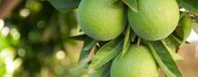 tree with green oranges