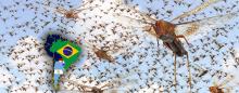 Locusts swarming and a map showing Brazil Argentina Uruguay and Paraguay